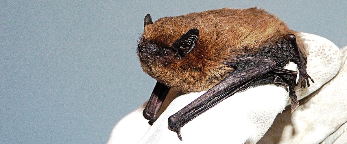 Common pipistrelle on adult thumb (image: BCT/Daniel Hargreaves)